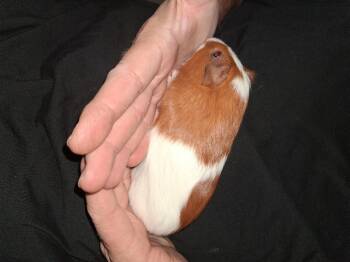 Rescue Guinea Pig Guinea Pigs for Adoption in Utica, Michigan - Tanner | PetCurious